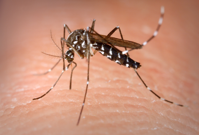 Interventi contro le zanzare: l'ordinanza del sindaco