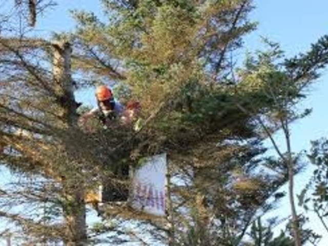 Servizi straordinari di raccolta sfalci e potature ed ingombranti abbandonati sul territorio