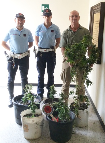 Sequestrate sette piante di canapa indiana nei pressi al cimitero di Visignano